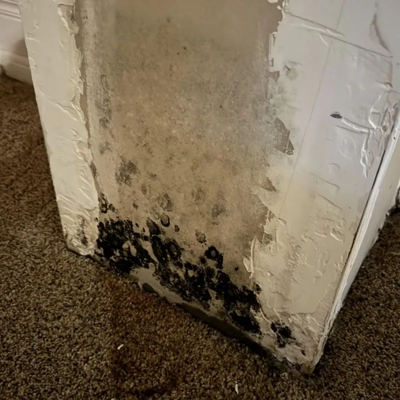Professional Mold Removal in Holly Hill, FL